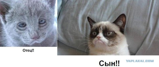 Сердитый кот