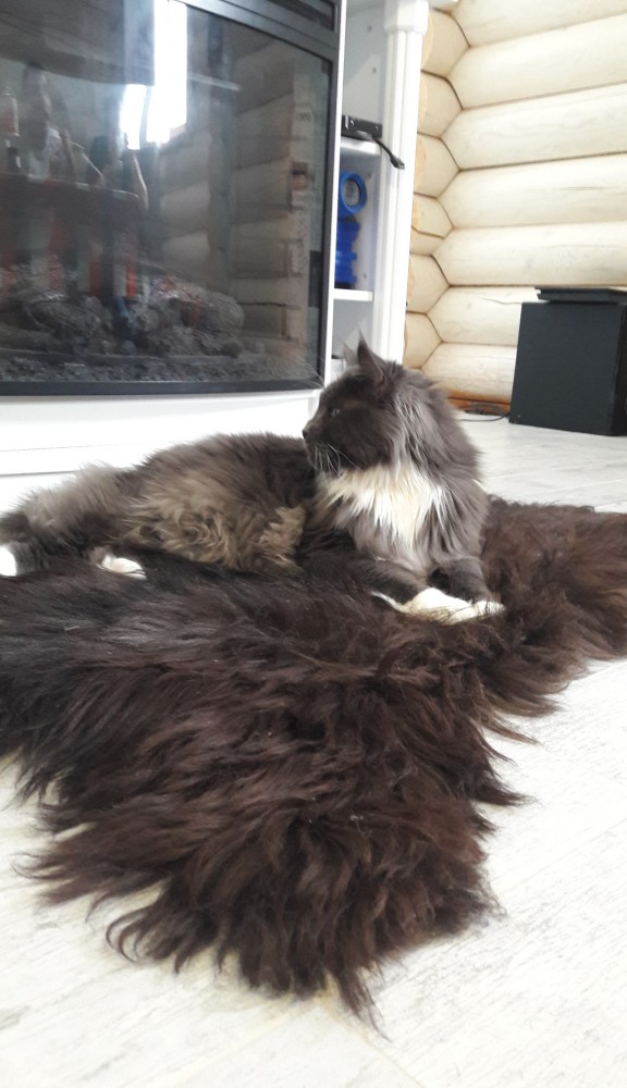 Картинки с котами и про котов