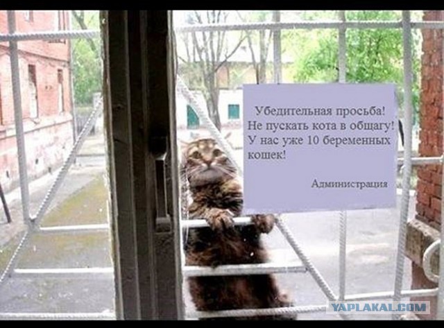 Картинки с надписями и анекдоты