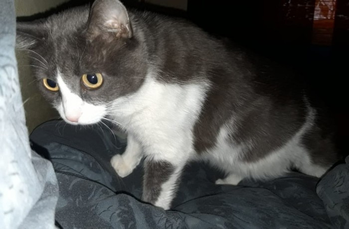 Котовторник *новогодний* 31/12/2019