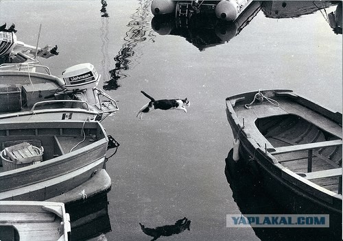 Фотожаба: Полет Барсика