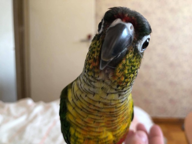 Антибластерный попугай