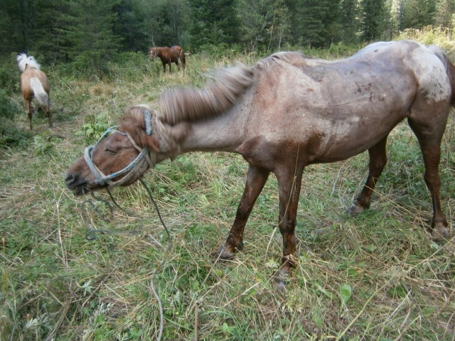 На конягах по Алтаю