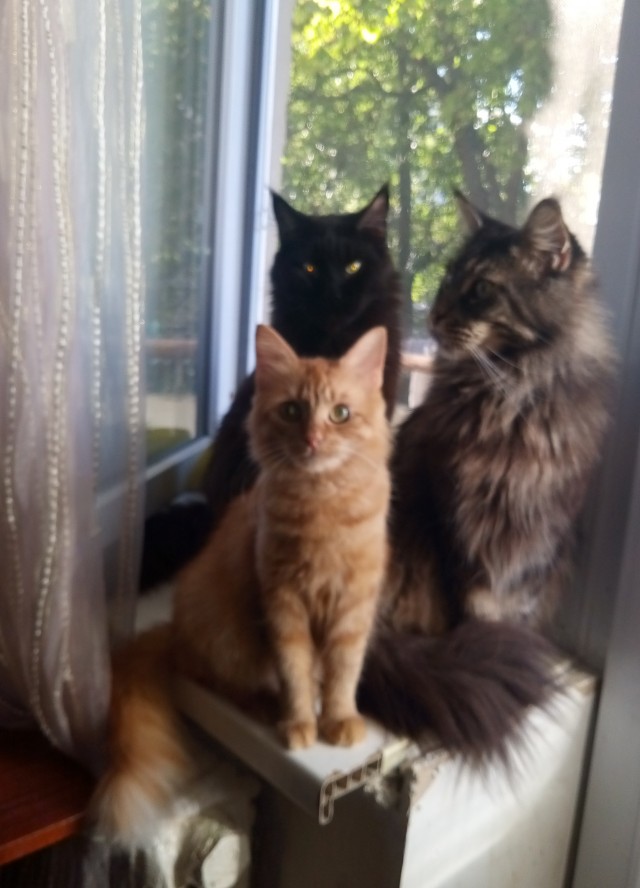 Котики бывают разные - черные, белые, и все классные