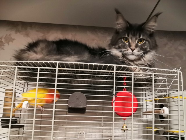 Котовторник. Добавляйте своих