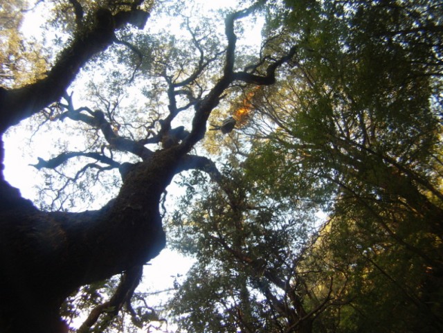 Орел против парапланериста