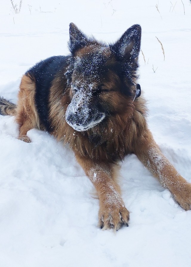 Собачья милота 11.03.21