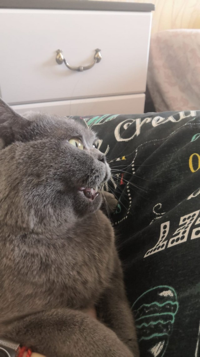 Котовторник же!