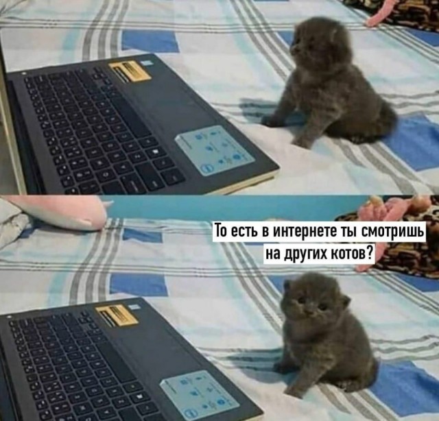 Теперь только этот корм