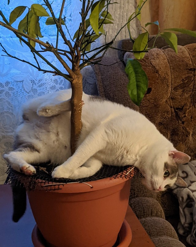 Вторник. Кото-вторник...