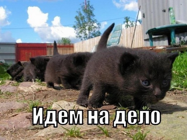 Злые котики - к последнему летнему котовторнику