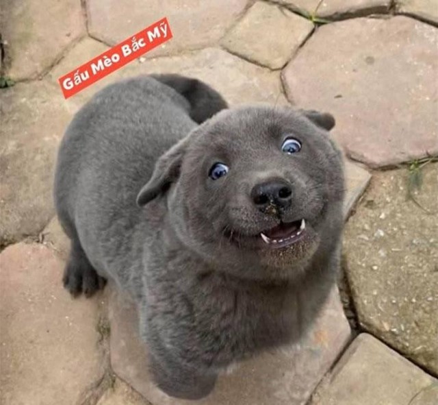 Подборка диких помесей собак