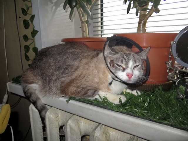 Котовторник 21.12.21