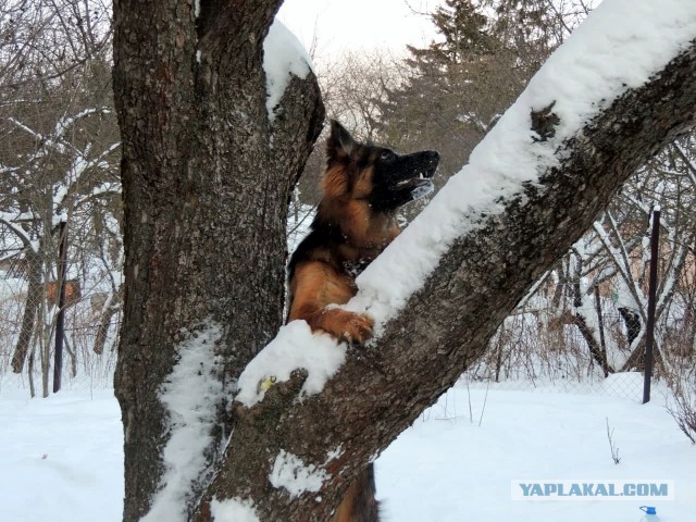 Собакочетверг