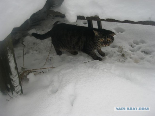 Жизнь домашнего приюта для котеек 380