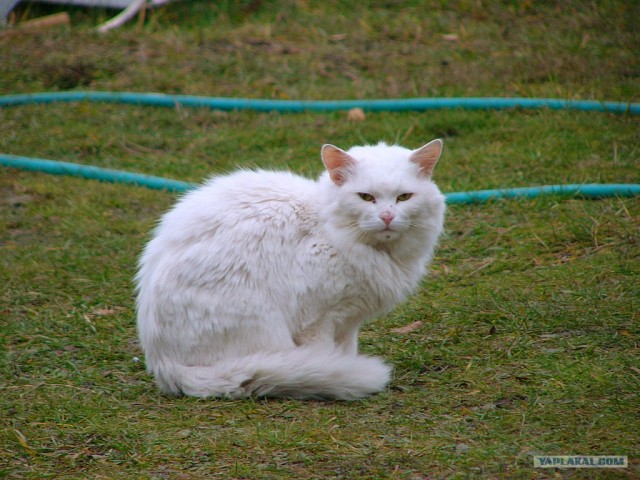 Белый, ласковый кот, повышенной пушистости