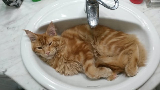 Котовторник 07.06.2022