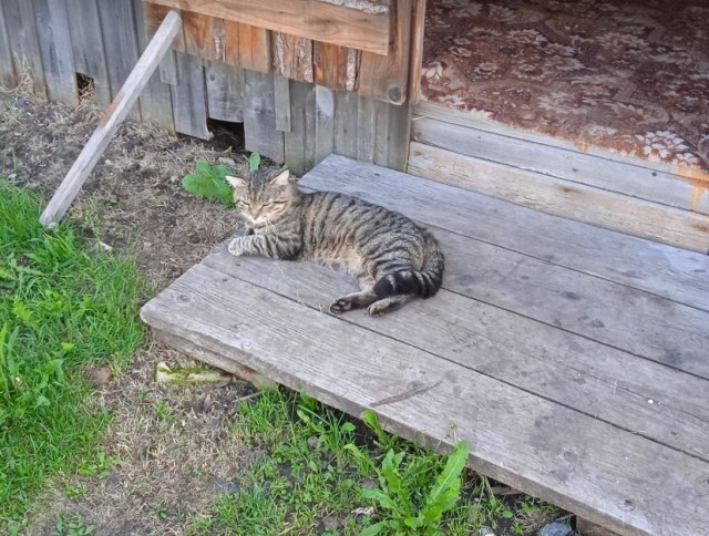 Котовторник 19.07.22