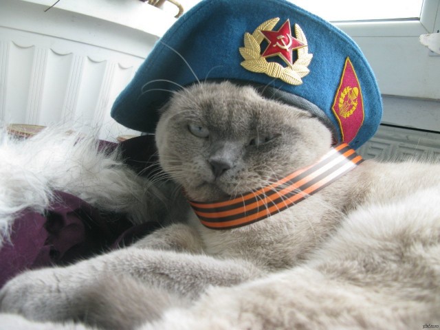 Котовторник же