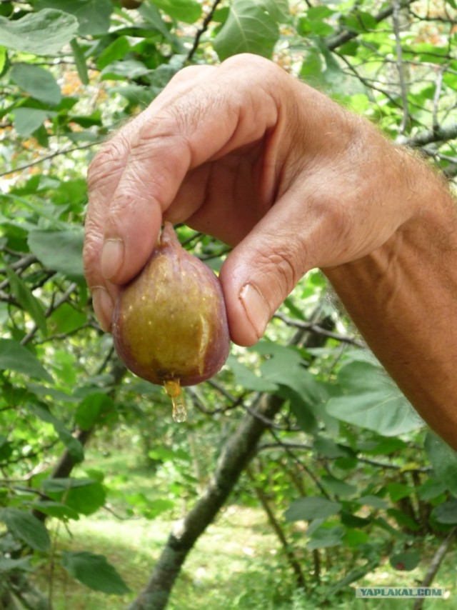 Абхазия там где....