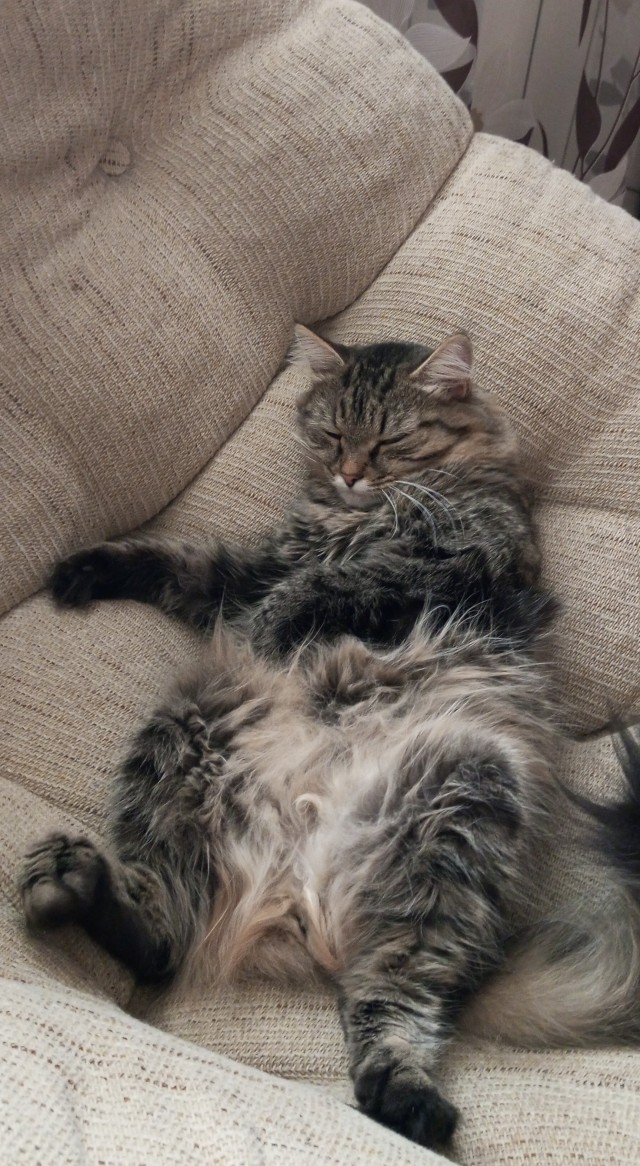 Немного милоты в котовторник