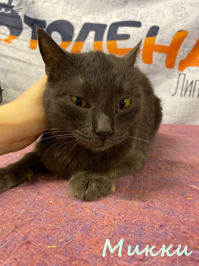 Жизнь домашнего приюта "Котоленд" 382