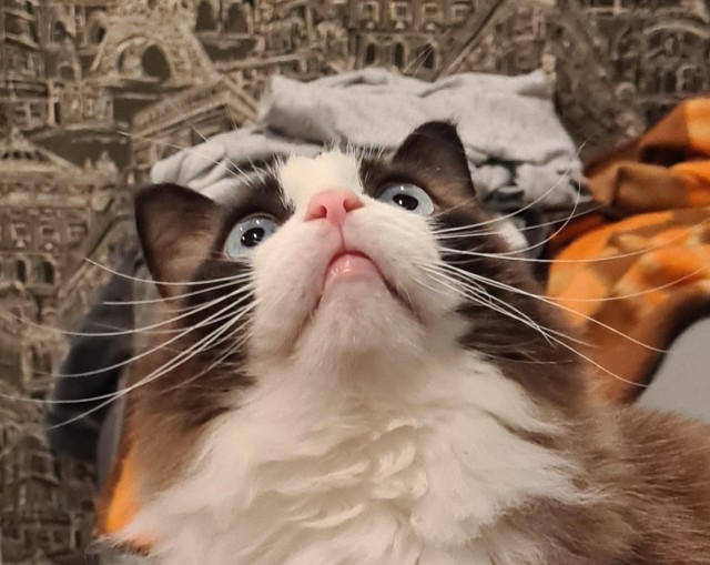 Объясните, что происходит с моим котэ?