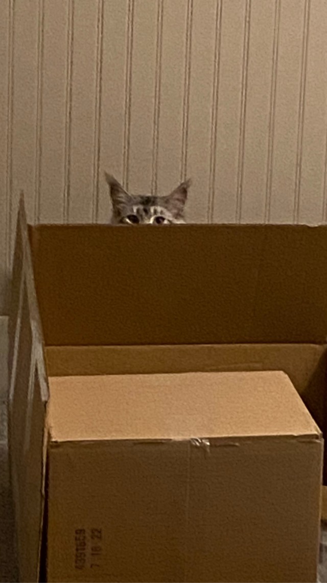 Котовторник
