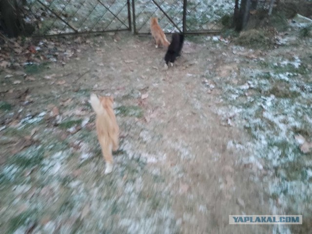 Жизнь домашнего приюта для котеек 472