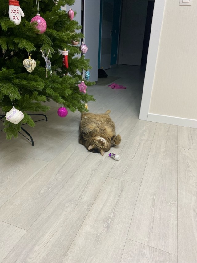 Толстые коты