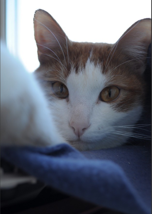 Встречайте нового рабовладелеца