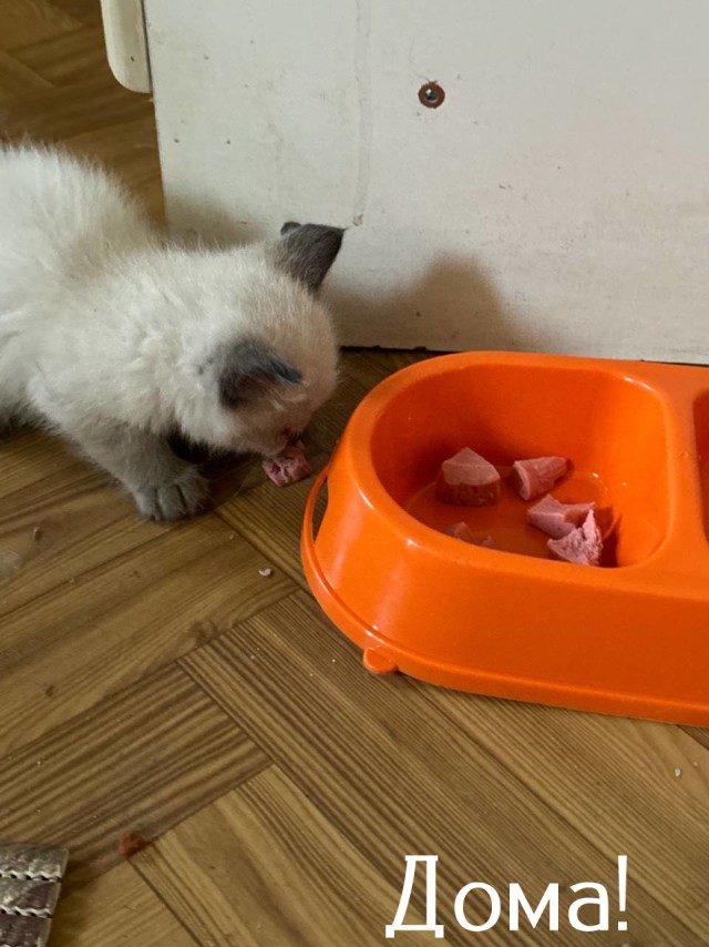 Жизнь домашнего приюта "Котоленд" 436
