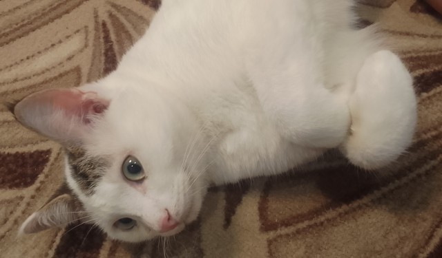 Котовторник в картинках