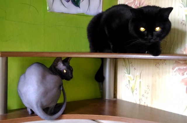С Котовторником!