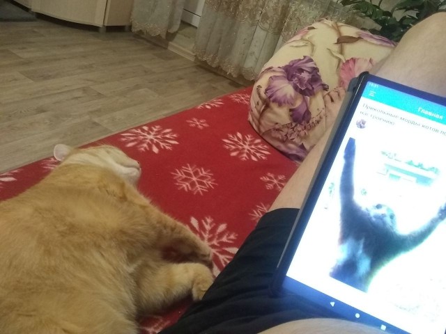 Прикольные морды котов псов к настроению...