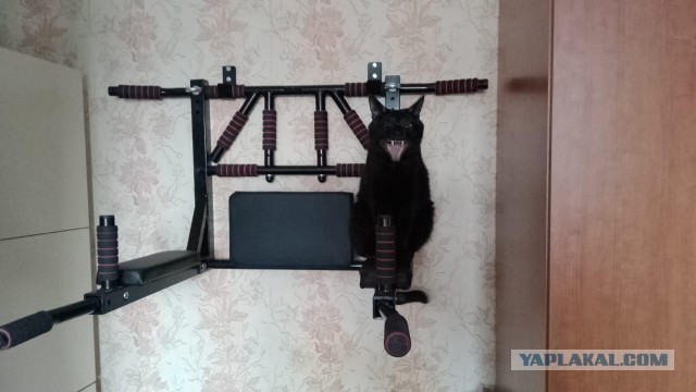 Жизнь с котом в одной картинке