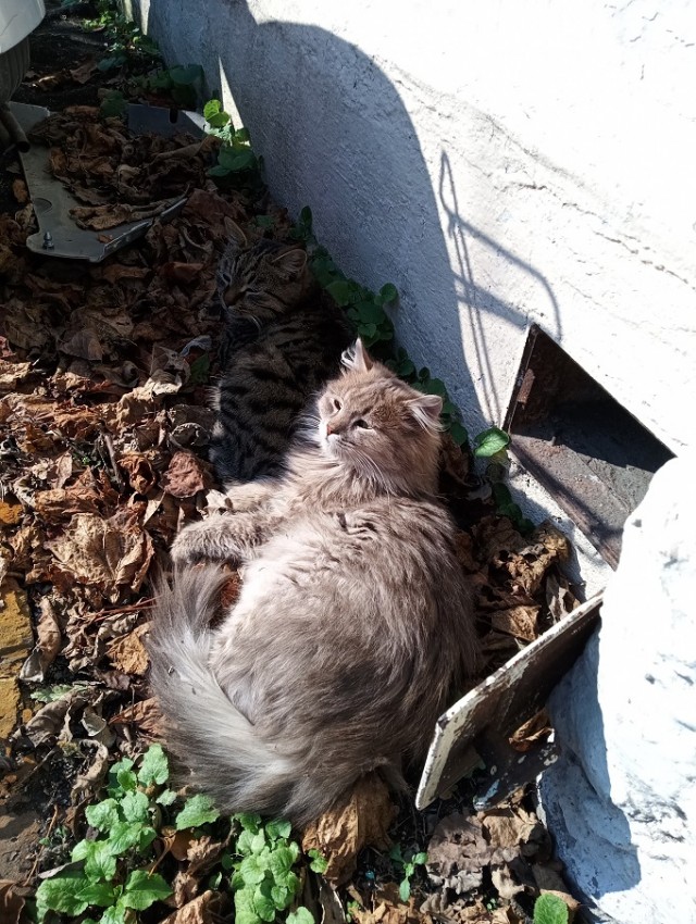 Котовторник 05/11/2024