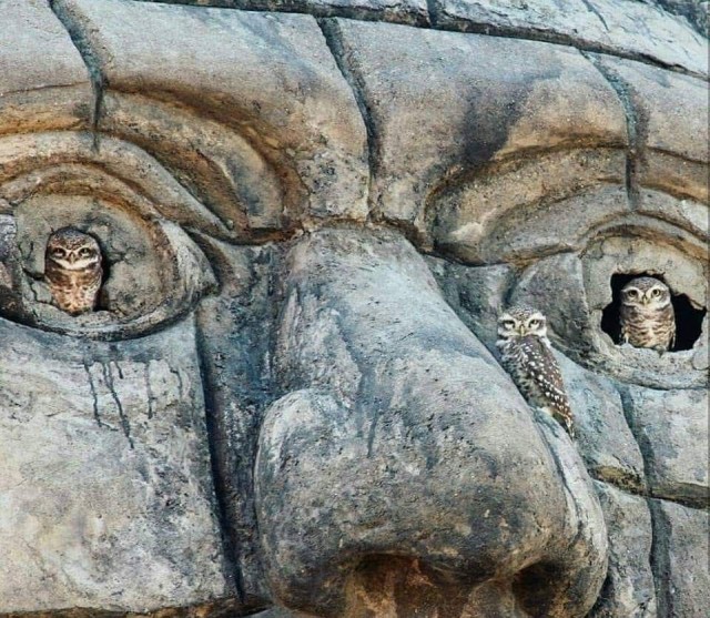 Кошки на развалинах города Помпеи