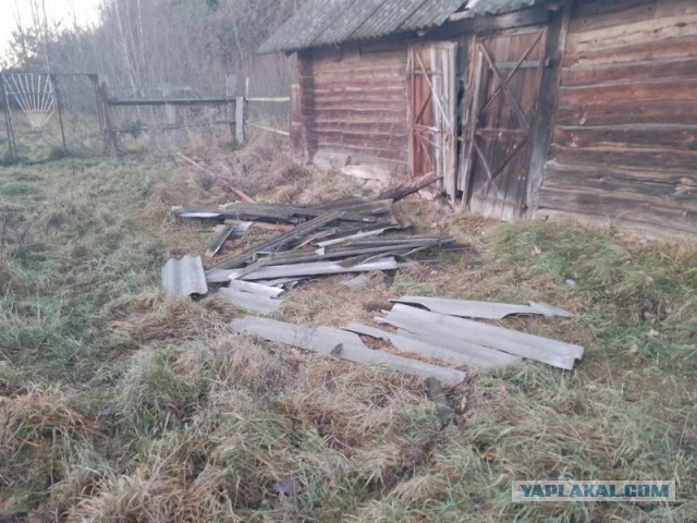 Жизнь домашнего приюта для котеек 525