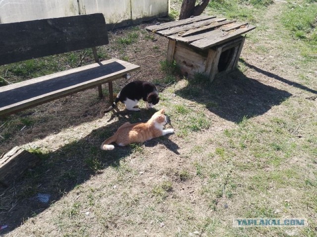 Жизнь домашнего приюта для котеек 538