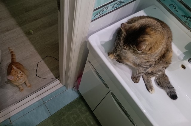 Тёплое, лаповое к котовторнику.