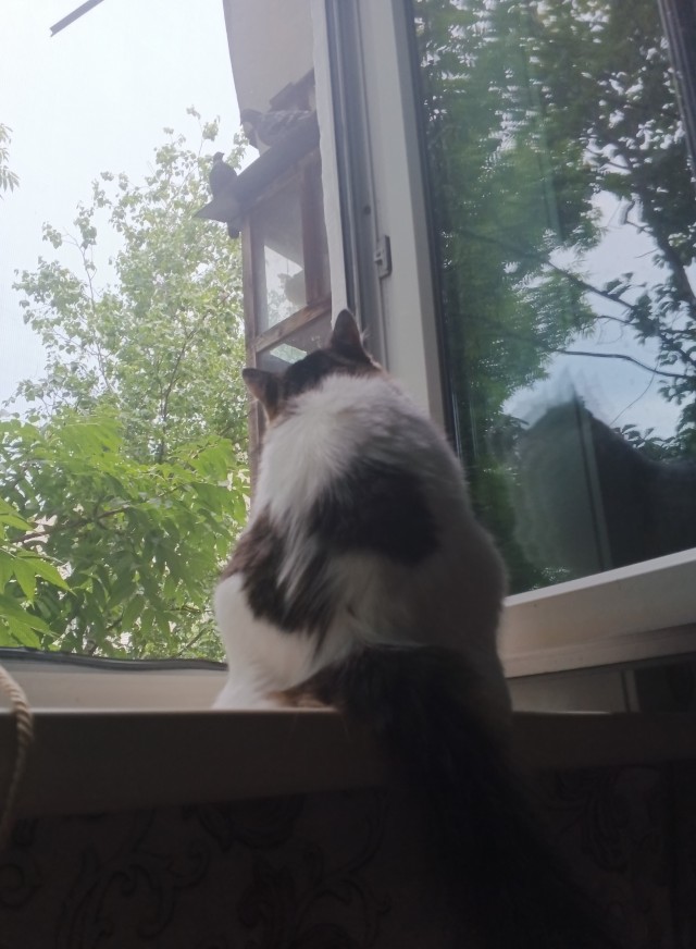 Котаны на охоте