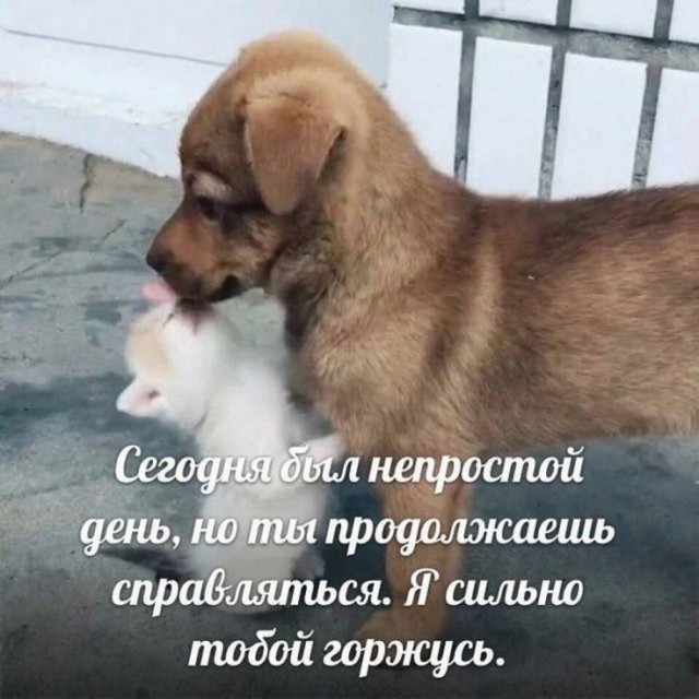 Картинки для деградации 43 (разной степени свежести)