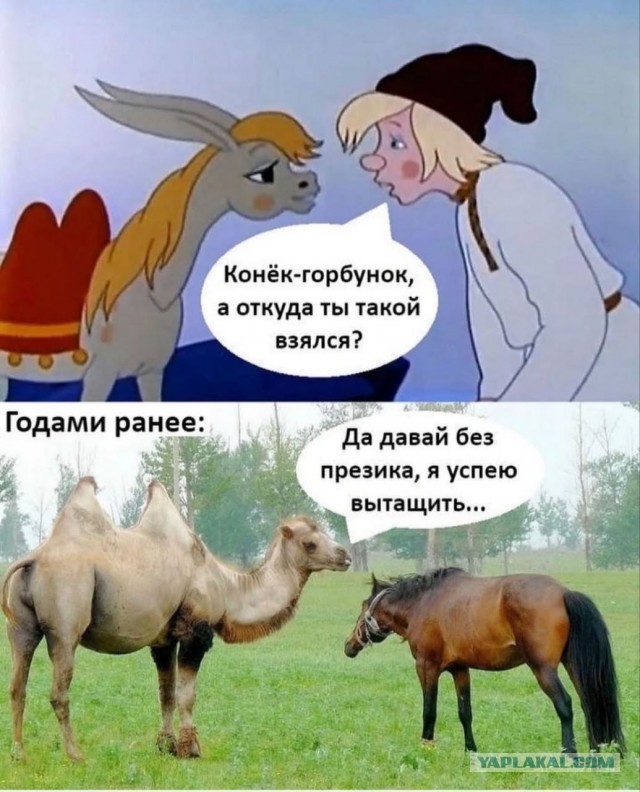 Под Тулой открылась первая верблюжья ферма.