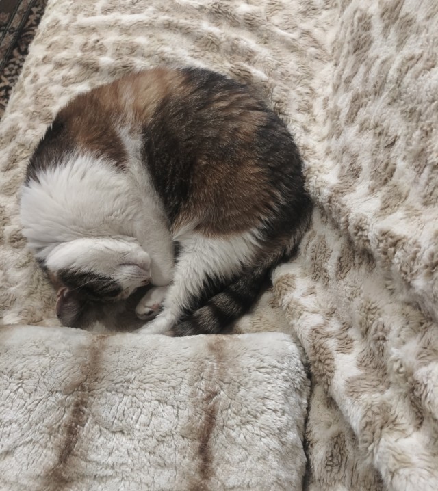 Спят усталые котейки
