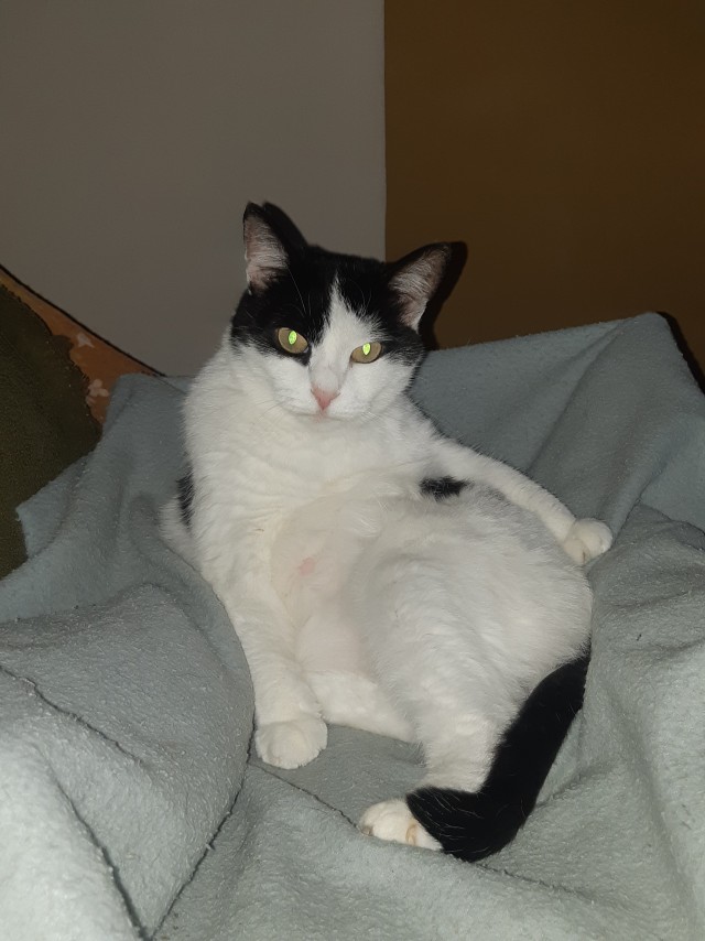 К котовторнику. Наш любимый плед.