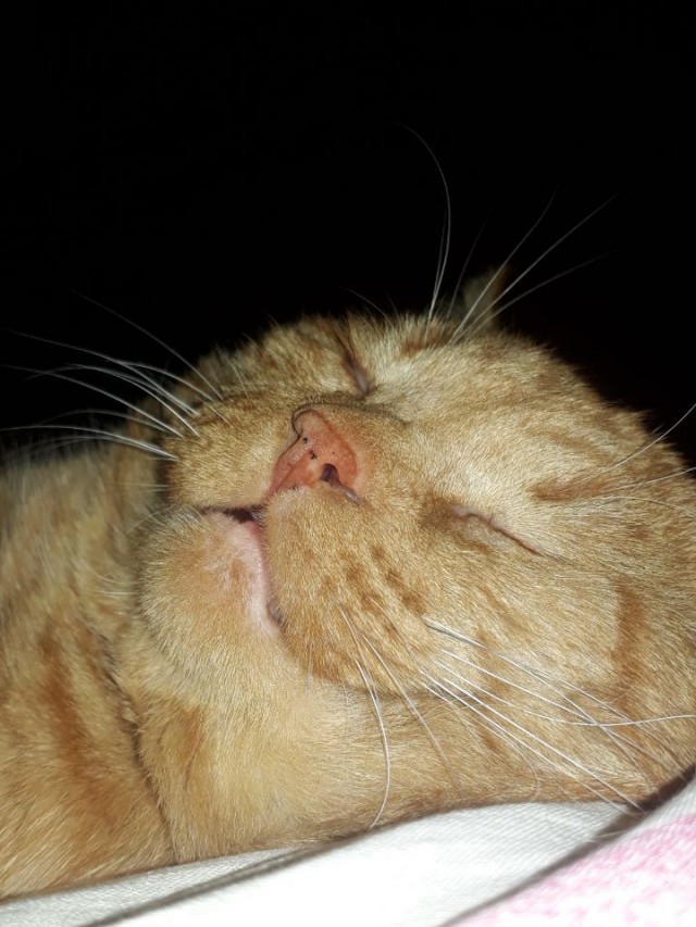 Дворовладелец