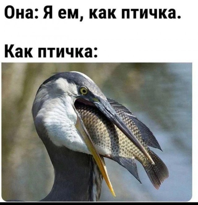 Картинки для деградации 142 (разной степени свежести)