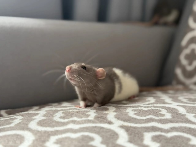 С международным днем крысы.