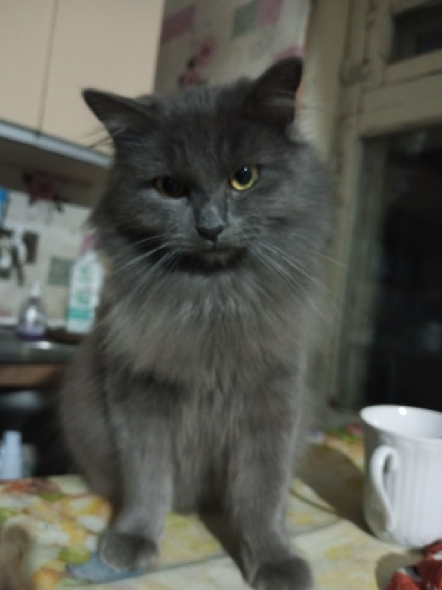 Котовторник. Маруселла.